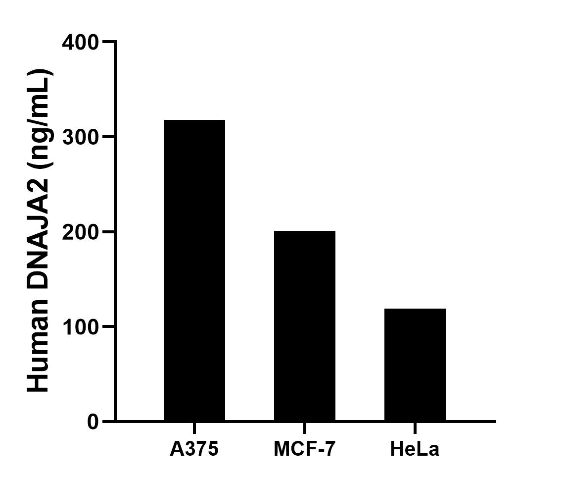 The mean DNAJA2 concentration was determined to be 317.8 ng/mL in A375 cell extract based on a 1.6 mg/mL extract load, 201.1 ng/mL in MCF-7 cell extract based on a 1.2 mg/mL extract load, 118.7 ng/mL in HeLa cell extract based on a 1.2 mg/mL extract load. The mean DNAJA2 concentration was determined to be 317.8 ng/mL in A375 cell extract based on a 1.6 mg/mL extract load, 201.1 ng/mL in MCF-7 cell extract based on a 1.2 mg/mL extract load, 118.7 ng/mL in HeLa cell extract based on a 1.2 mg/mL extract load.