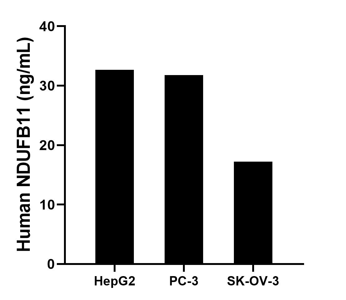 Cytometric bead array sample test of MP02849-1