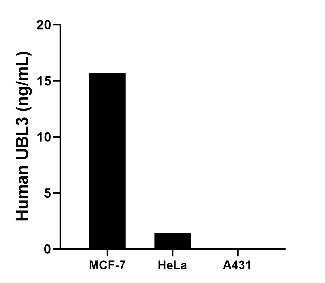 The mean UBL3 concentration was determined to be 15.7 ng/mL in MCF-7 cell extract based on a 1.2 mg/mL extract load, 1.4 ng/mL in HeLa cell extract based on a 1.2 mg/mL extract load, A431 cell extract were served as a negative control.