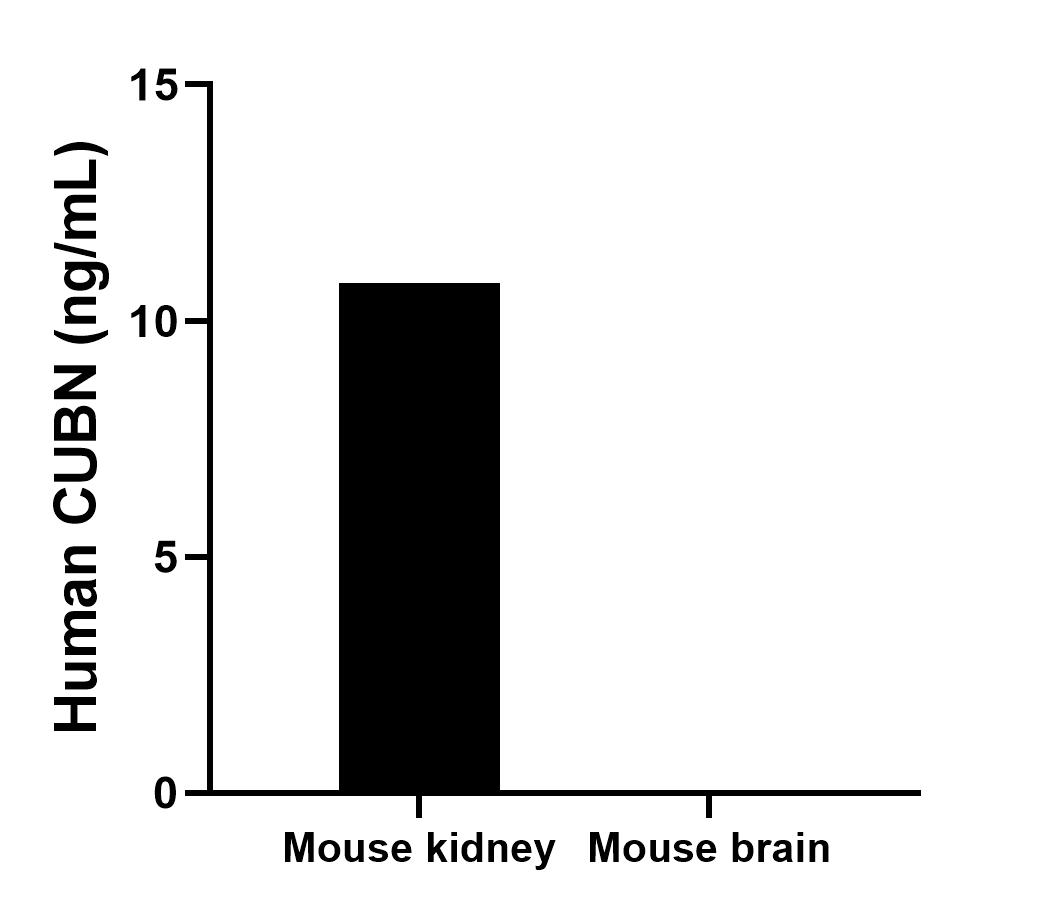 The mean CUBN concentration was determined to be 10.8 ng/mL in Mouse kidney tissue extract based on a 8.4 mg/mL extract load. Mouse brain tissue extract were served as a negative control. Cytometric bead array sample test of MP02876-1