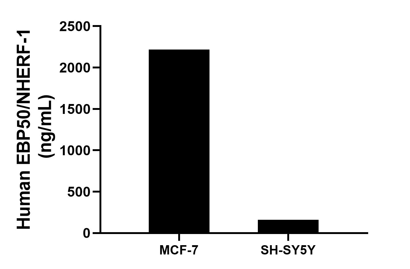 The mean EBP50/NHERF-1 concentration was determined to be 2219.3 ng/mL in MCF-7 cell extract based on a 1.2 mg/mL extract load, 162.0 ng/mL in SH-SY5Y cell extract based on a 1.2 mg/mL extract load.