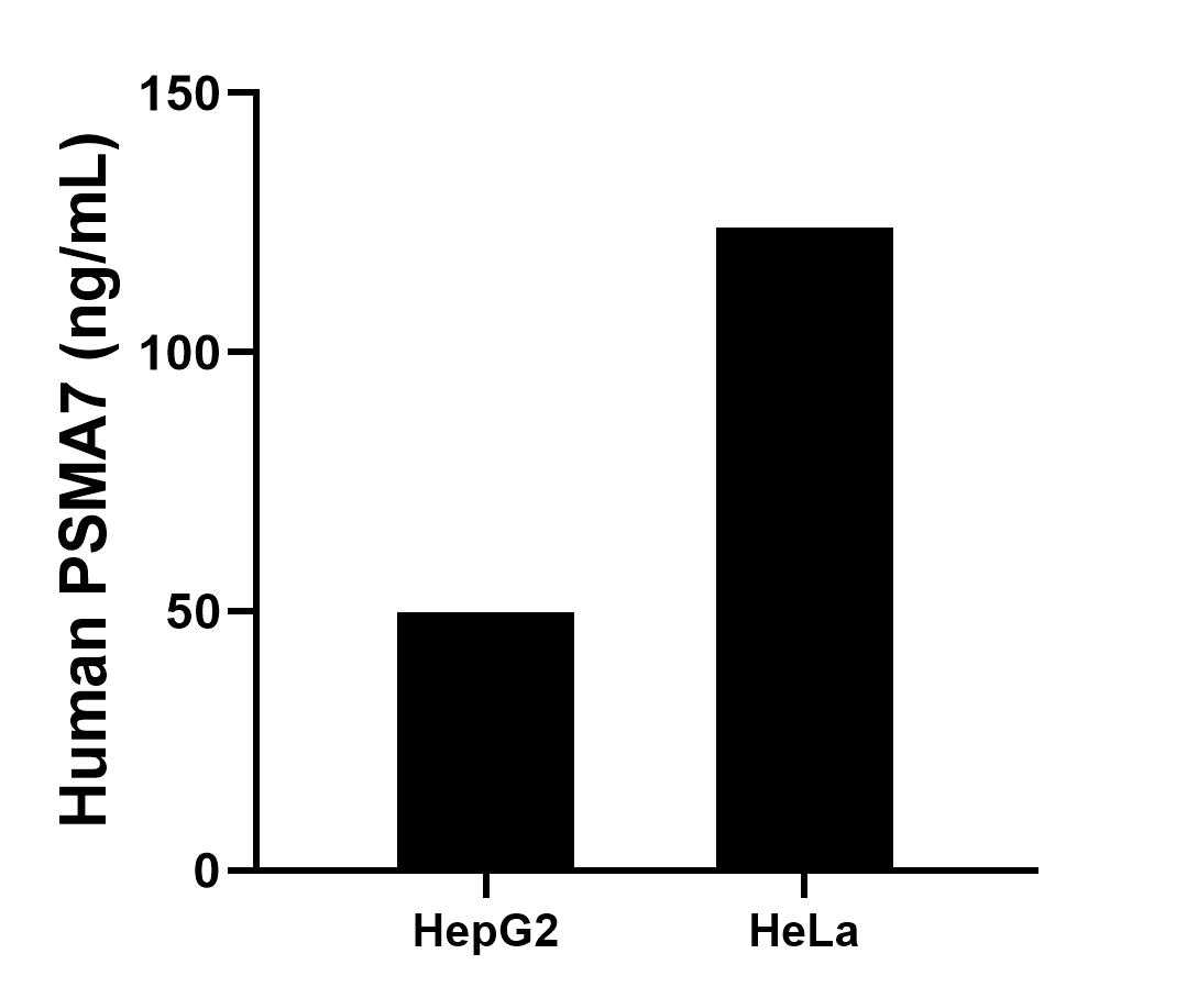 The mean PSMA7 concentration was determined to be 49.9 ng/mL in HepG2 cell extract based on a 1.2 mg/mL extract load, 124.0 ng/mL in HeLa cell extract based on a 1.2 mg/mL extract load.
