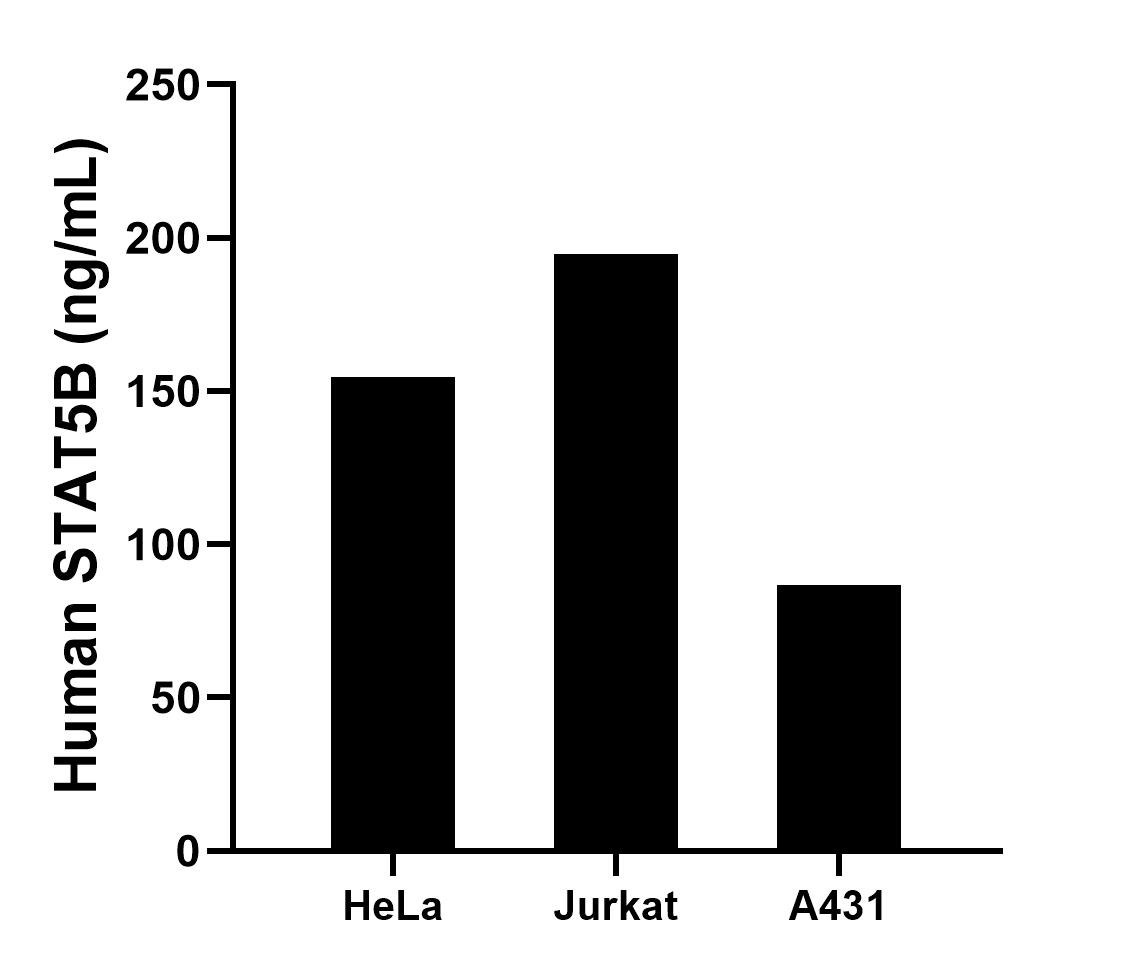 The mean STAT5B concentration was determined to be 154.7 ng/mL in HeLa cell extract based on a 1.2 mg/mL extract load, 194.7 ng/mL in Jurkat cell extract based on a 1.2 mg/mL extract load, 86.8 ng/mL in A431 cell extract based on a 1.2 mg/mL extract load. Cytometric bead array sample test of MP02926-1