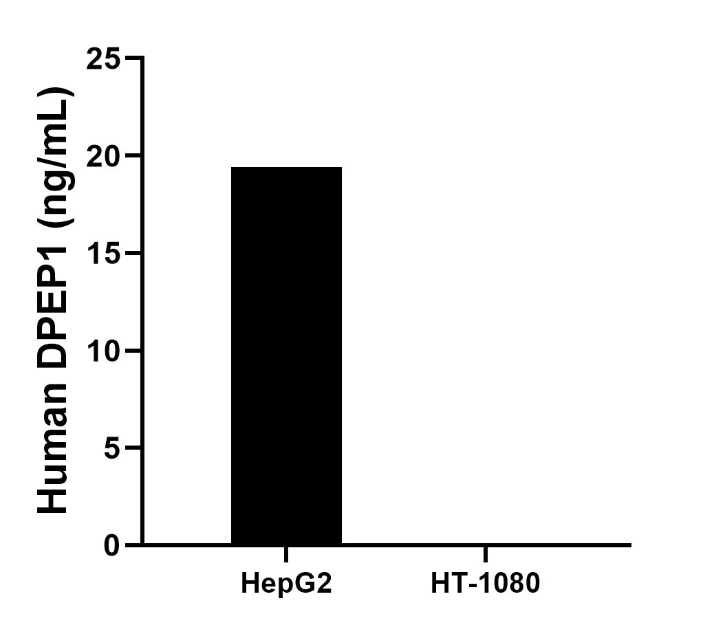 The mean DPEP1 concentration was determined to be 19.4 ng/mL in HepG2 cell extract based on a 1.2 mg/mL extract load, HT-1080 cell extract were served as a negative control.