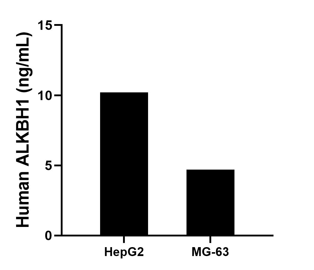 The mean ALKBH1 concentration was determined to be 10.2 ng/mL in HepG2 cell extract based on a 1.2 mg/mL extract load, 4.7 ng/mL in MG-63 cell extract based on a 1.2 mg/mL extract load.
