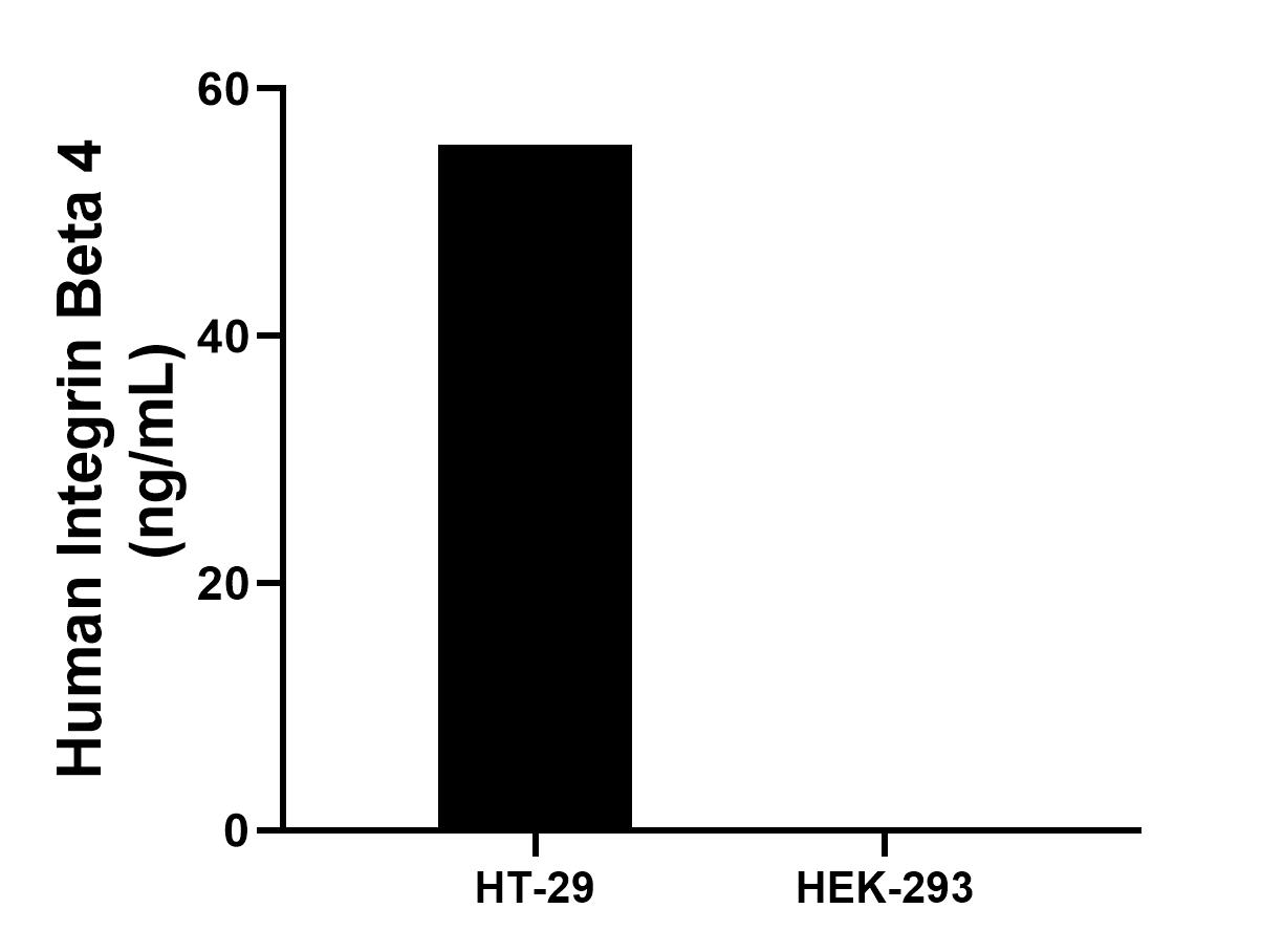 The mean Integrin Beta 4 concentration was determined to be 55.5 ng/mL in HT-29 cell extract based on a 1.7 mg/mL extract load, HEK-293 cell extract were served as a negative control.