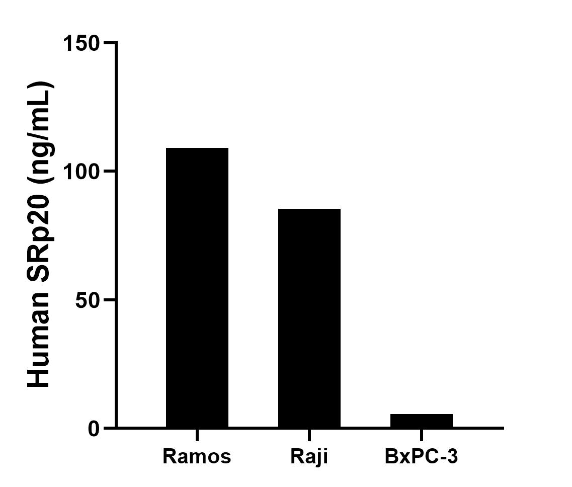 The mean SRp20 concentration was determined to be 109.1 ng/mL in Ramos cell extract based on a 1.2 mg/mL extract load, 85.5 ng/mL in Raji cell extract based on a 1.2 mg/mL extract load, 5.6 ng/mL in BxPC-3 cell extract based on a 1.2 mg/mL extract load. The mean SRp20 concentration was determined to be 109.1 ng/mL in Ramos cell extract based on a 1.2 mg/mL extract load, 85.5 ng/mL in Raji cell extract based on a 1.2 mg/mL extract load, 5.6 ng/mL in BxPC-3 cell extract based on a 1.2 mg/mL extract load.