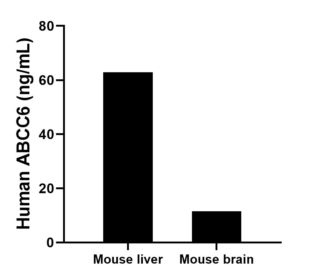 The mean ABCC6 concentration was determined to be 62.9 ng/mL in mouse liver tissue extract based on a 8.4 mg/mL extract load, 11.5 ng/mL in mouse brain tissue extract based on a 3.2 mg/mL extract load. Cytometric bead array sample test of MP03056-1