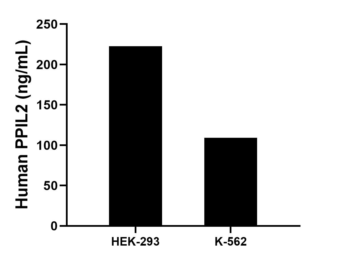 The mean PPIL2 concentration was determined to be 222.6 ng/mL in HEK-293 cell extract based on a 1.2 mg/mL extract load, 109.1 ng/mL in K-562 cell extract based on a 1.2 mg/mL extract load.