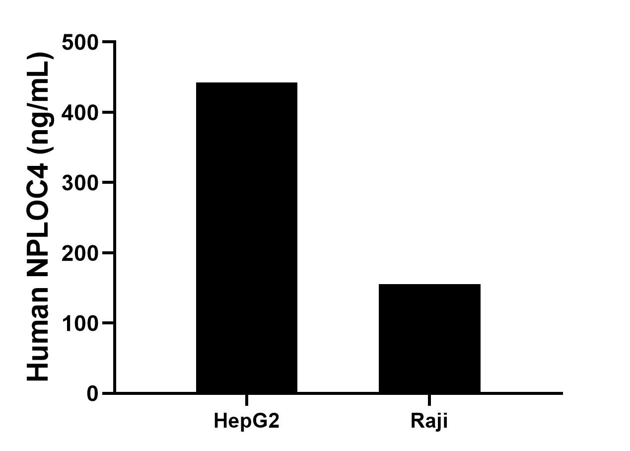 The mean NPLOC4 concentration was determined to be 442.3 ng/mL in HepG2 cell extract based on a 1.2 mg/mL extract load, 155.9 ng/mL in Raji cell extract based on a 1.2 mg/mL extract load. The mean NPLOC4 concentration was determined to be 442.3 ng/mL in HepG2 cell extract based on a 1.2 mg/mL extract load, 155.9 ng/mL in Raji cell extract based on a 1.2 mg/mL extract load.