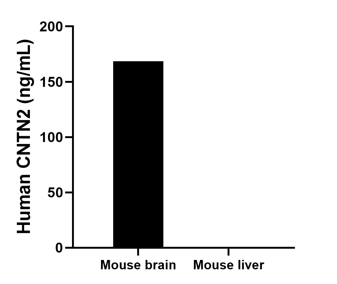 The mean CNTN2 concentration was determined to be 168.6 ng/mL in mouse brain tissue extract based on a 3.2 mg/mL extract load, mouse liver tissue extract were served as a negative control. Cytometric bead array sample test of MP03102-1