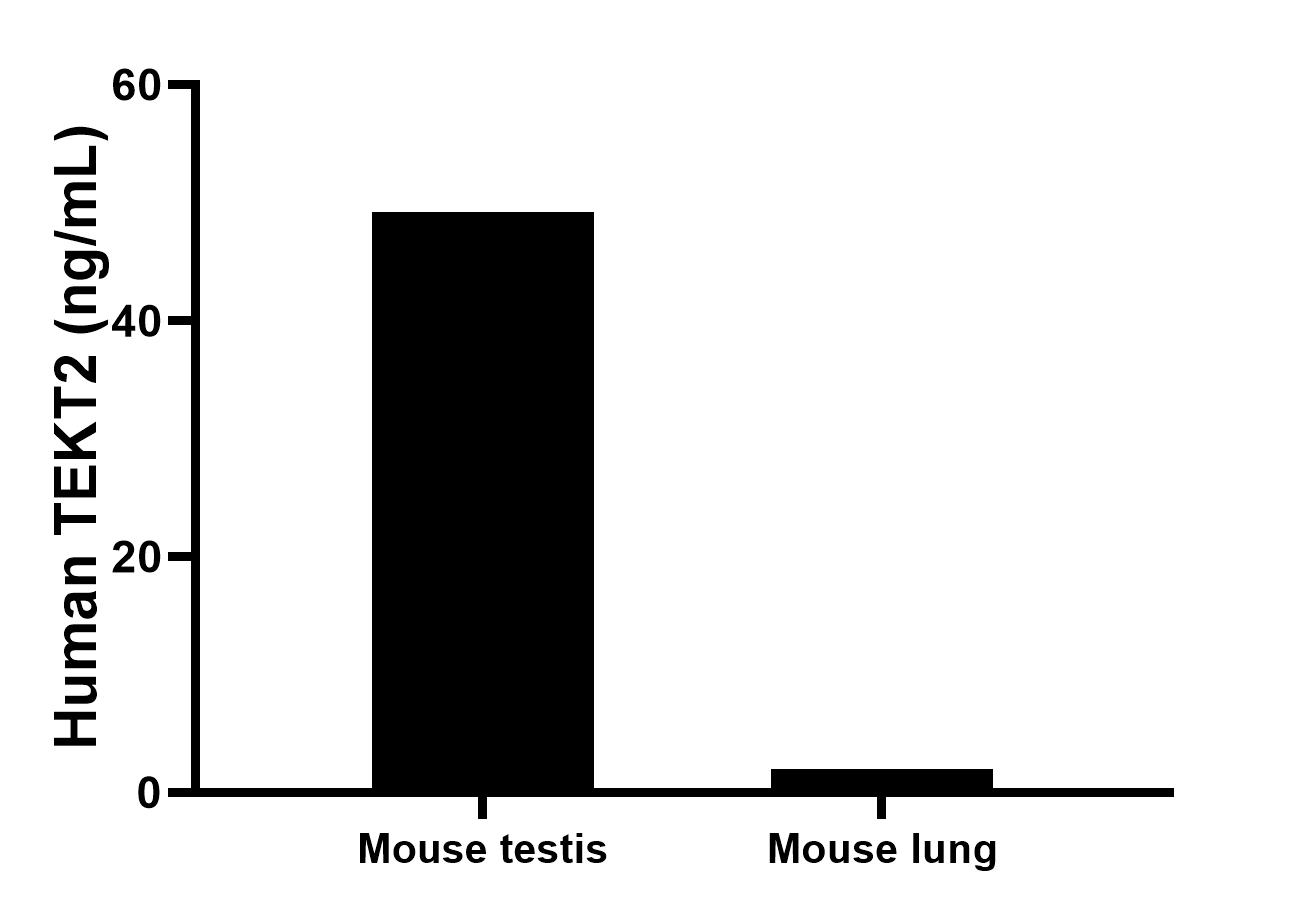 The mean TEKT2 concentration was determined to be 49.2 ng/mL in mouse testis tissue extract based on a 4.2 mg/mL extract load, 2.1 ng/mL in mouse lung tissue extract based on a 5.0 mg/mL extract load. Cytometric bead array sample test of MP03140-1
