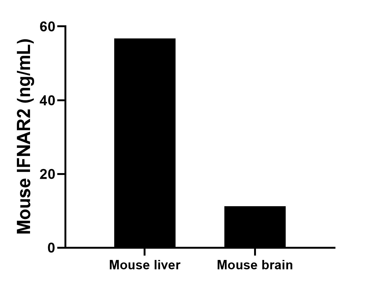 The mean IFNAR2 concentration was determined to be 56.7 ng/mL in mouse liver tissue extract based on a 8.4 mg/mL extract load, 11.3 ng/mL in mouse brain tissue extract based on a 6.3 mg/mL extract load.