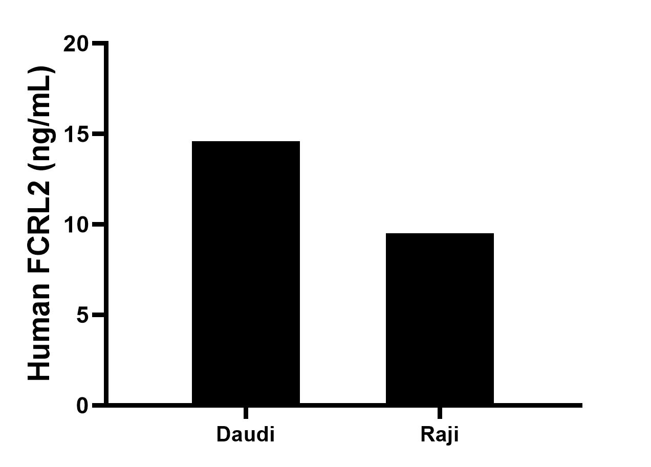 The mean FCRL2 concentration was determined to be 14.6 ng/mL in Daudi cell extract based on a 1.2 mg/mL extract load, 9.5 ng/mL in Raji cell extract based on a 1.2 mg/mL extract load. The mean FCRL2 concentration was determined to be 14.6 ng/mL in Daudi cell extract based on a 1.2 mg/mL extract load, 9.5 ng/mL in Raji cell extract based on a 1.2 mg/mL extract load.