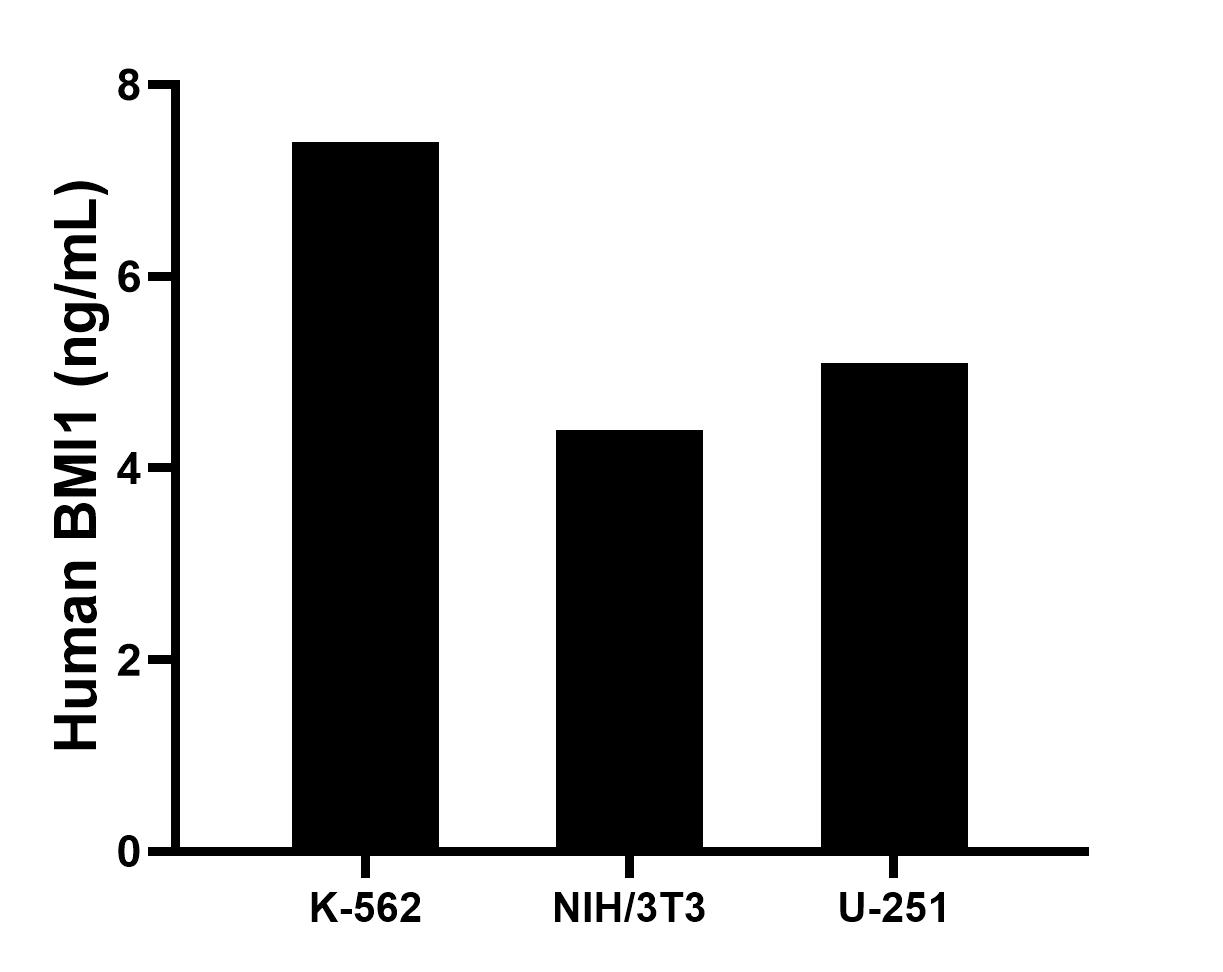 The mean BMI1 concentration was determined to be 7.4 ng/mL in K-562 cell extract based on a 1.2 mg/mL extract load, 4.4 ng/mL in NIH/3T3 cell extract based on a 1.5 mg/mL extract load, 5.1 ng/mL in U-251 cell extract based on a 1.5 mg/mL extract load.