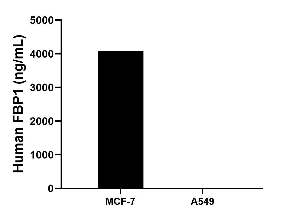 The mean FBP1 concentration was determined to be 4096.2 ng/mL in MCF-7 cell extract based on a 1.2 mg/mL extract load, A549 cell extract were served as a negative control. The mean FBP1 concentration was determined to be 4096.2 ng/mL in MCF-7 cell extract based on a 1.2 mg/mL extract load, A549 cell extract were served as a negative control.