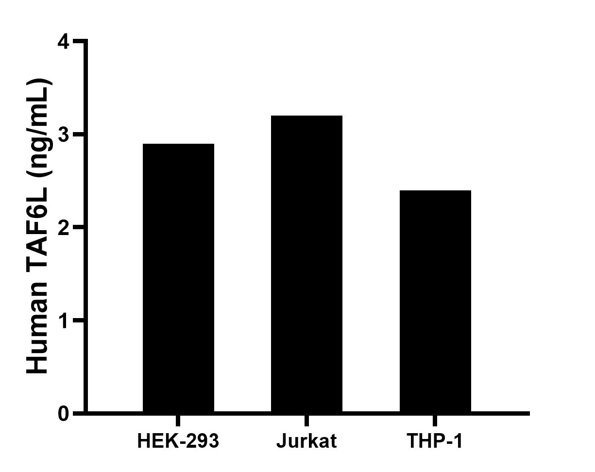 The mean TAF6L concentration was determined to be 2.9 ng/mL in HEK-293 cell extract based on a 1.2 mg/mL extract load, 3.2 ng/mL in Jurkat cell extract based on a 1.2 mg/mL extract load, 2.4 ng/mL in THP-1 cell extract based on a 1.2 mg/mL extract load.