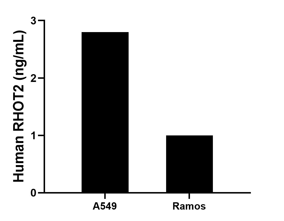 The mean RHOT2 concentration was determined to be 2.8 ng/mL in A549 cell extract based on a 1.2 mg/mL extract load, 1.0 ng/mL in Ramos cell extract based on a 1.2 mg/mL extract load.