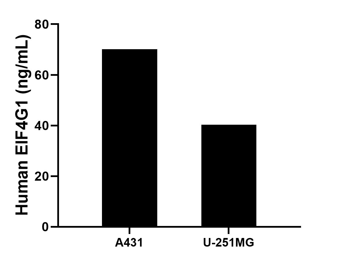 The mean EIF4G1 concentration was determined to be 70.1 ng/mL in A431 cell extract based on a 1.0 mg/mL extract load, 40.3 ng/mL in U-251MG cell extract based on a 1.0 mg/mL extract load. The mean EIF4G1 concentration was determined to be 70.1 ng/mL in A431 cell extract based on a 1.0 mg/mL extract load, 40.3 ng/mL in U-251MG cell extract based on a 1.0 mg/mL extract load.