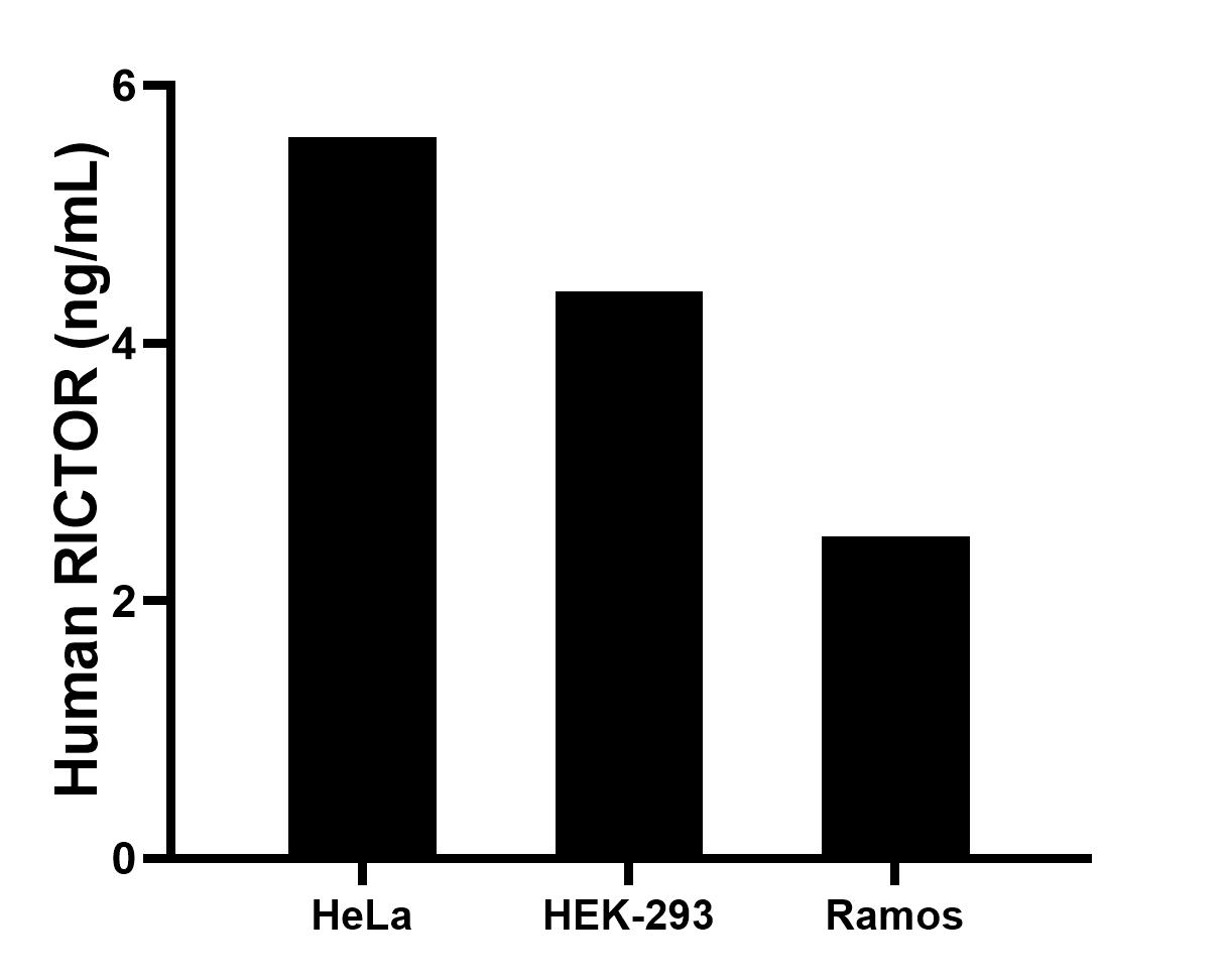 The mean RICTOR concentration was determined to be 5.6 ng/mL in HeLa cell extract based on a 1.2 mg/mL extract load, 4.4 ng/mL in HEK-293 cell extract based on a 1.2 mg/mL extract load, 2.5 ng/mL in Ramos cell extract based on a 1.2 mg/mL extract load. The mean RICTOR concentration was determined to be 5.6 ng/mL in HeLa cell extract based on a 1.2 mg/mL extract load, 4.4 ng/mL in HEK-293 cell extract based on a 1.2 mg/mL extract load, 2.5 ng/mL in Ramos cell extract based on a 1.2 mg/mL extract load.