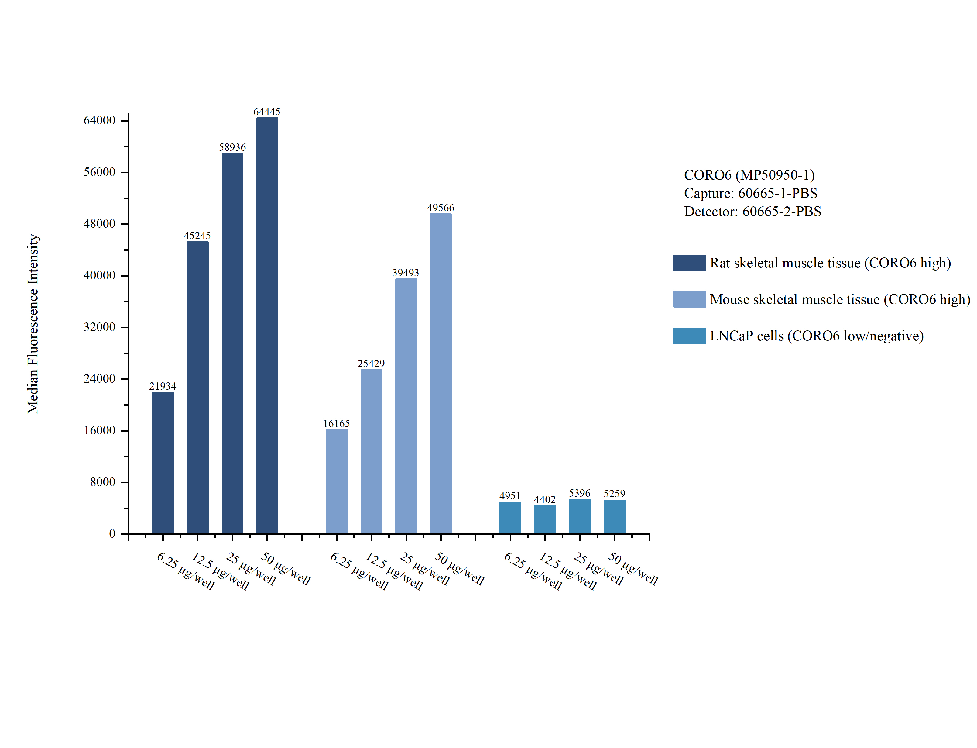 Cytometric bead array sample test of MP50950-1, CORO6 Monoclonal Matched Antibody Pair, PBS Only. Capture antibody: 60665-1-PBS. Detection antibody: 60665-2-PBS.