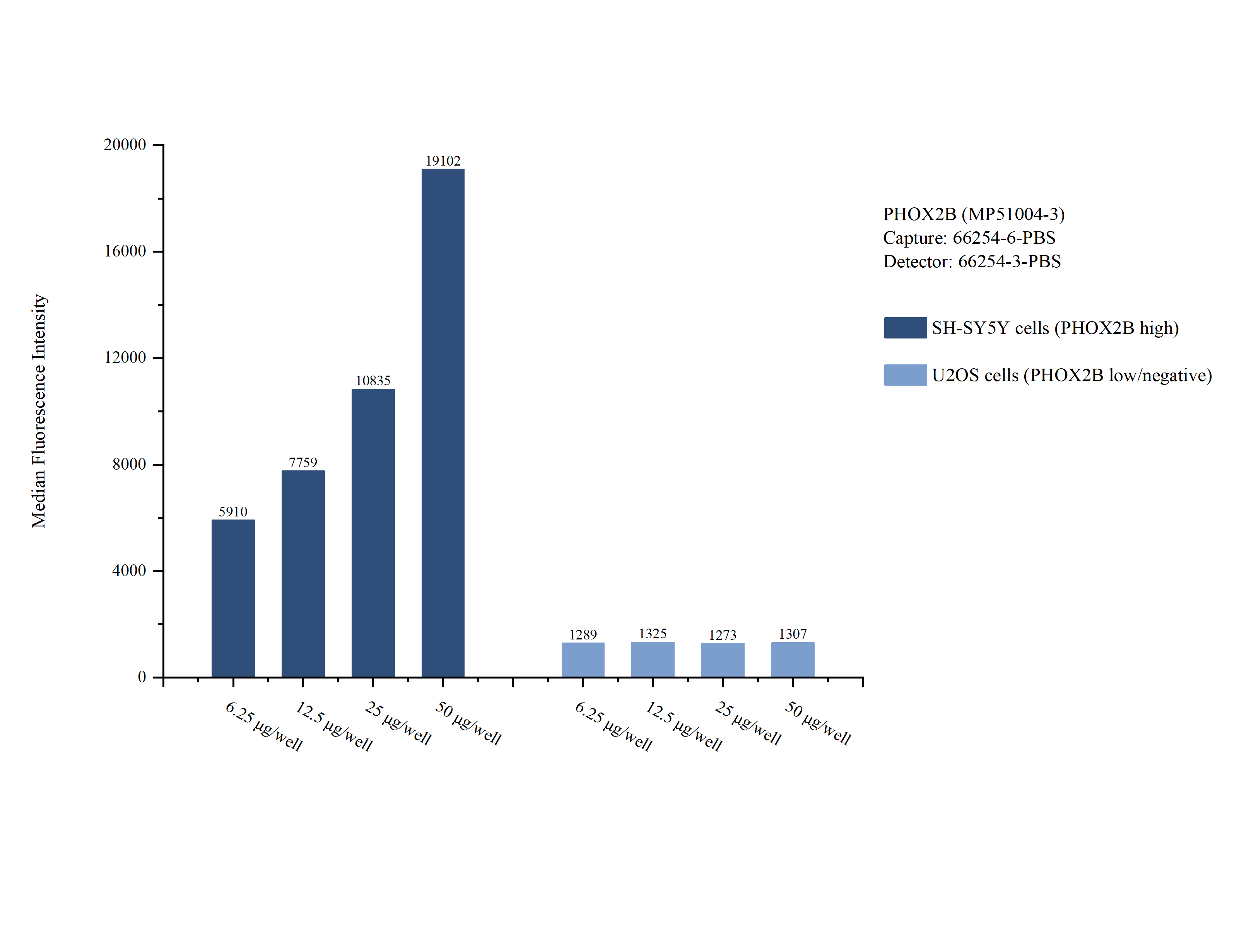 Cytometric bead array sample test of <a class='green' href='/productredirect?CatalogNo=MP51004-3' target='_blank'>MP51004-3</a>, PHOX2B Monoclonal Matched Antibody Pair, PBS Only. Capture antibody: <a class='green' href='/productredirect?CatalogNo=66254-6-PBS' target='_blank'>66254-6-PBS</a>. Detection antibody: 66254-3-PBS. Cytometric bead array sample test of MP51004-3
