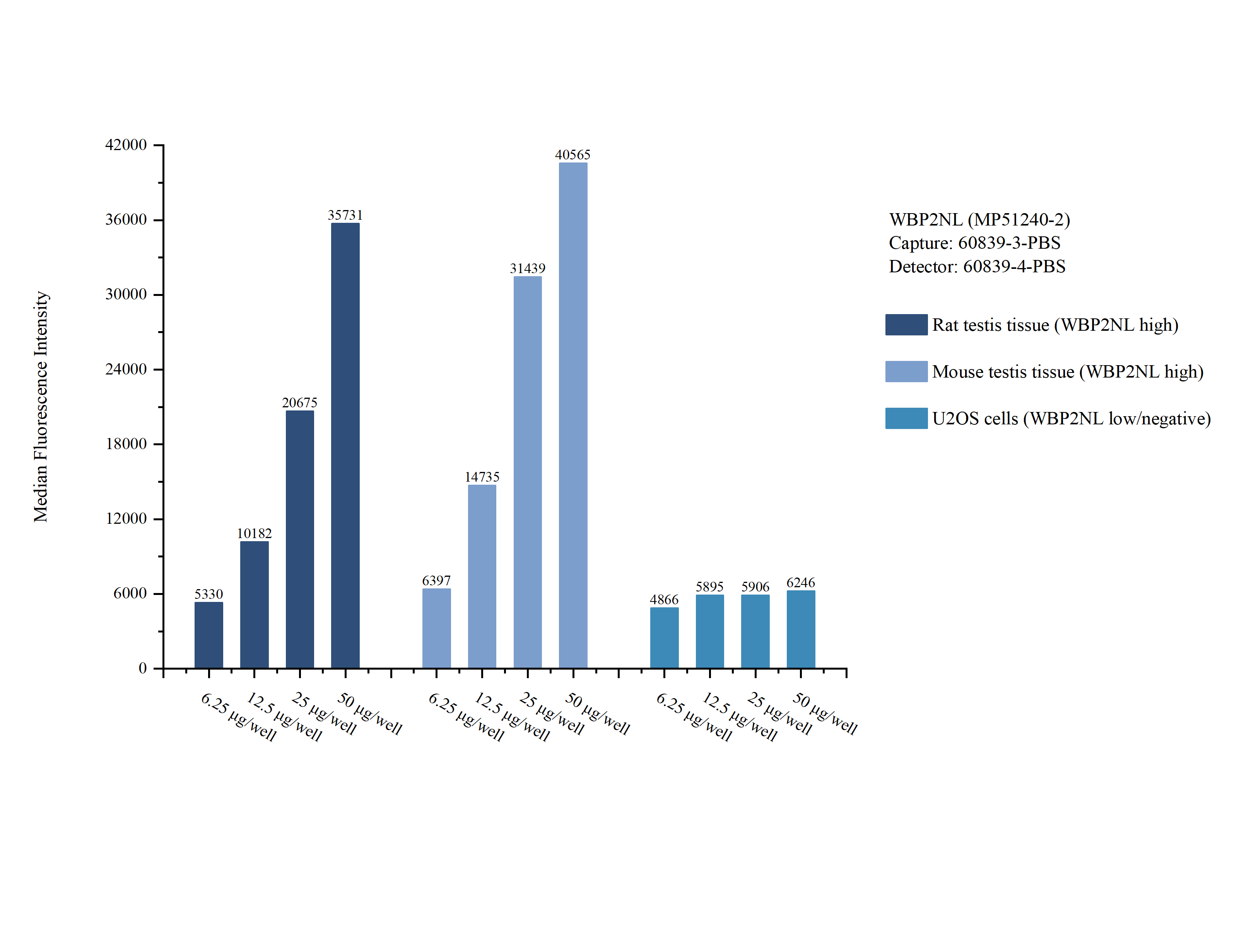 Cytometric bead array sample test of MP51240-2, WBP2NL Monoclonal Matched Antibody Pair, PBS Only. Capture antibody: 60839-3-PBS. Detection antibody: 60839-4-PBS. 