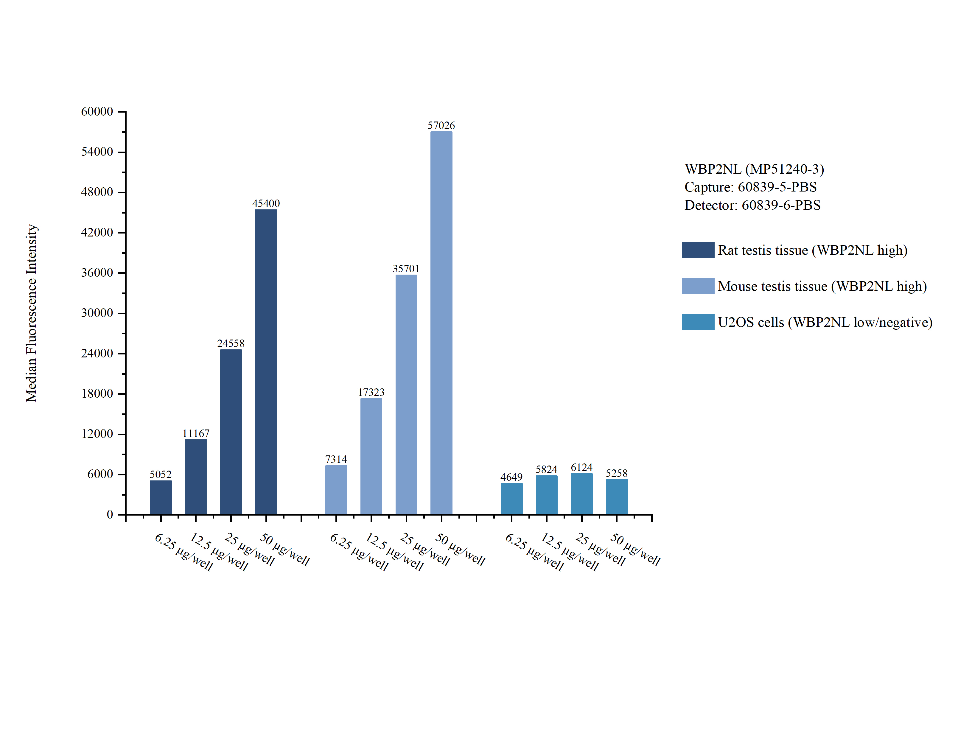 Cytometric bead array sample test of MP51240-3, WBP2NL Monoclonal Matched Antibody Pair, PBS Only. Capture antibody: 60839-5-PBS. Detection antibody: 60839-6-PBS. 
