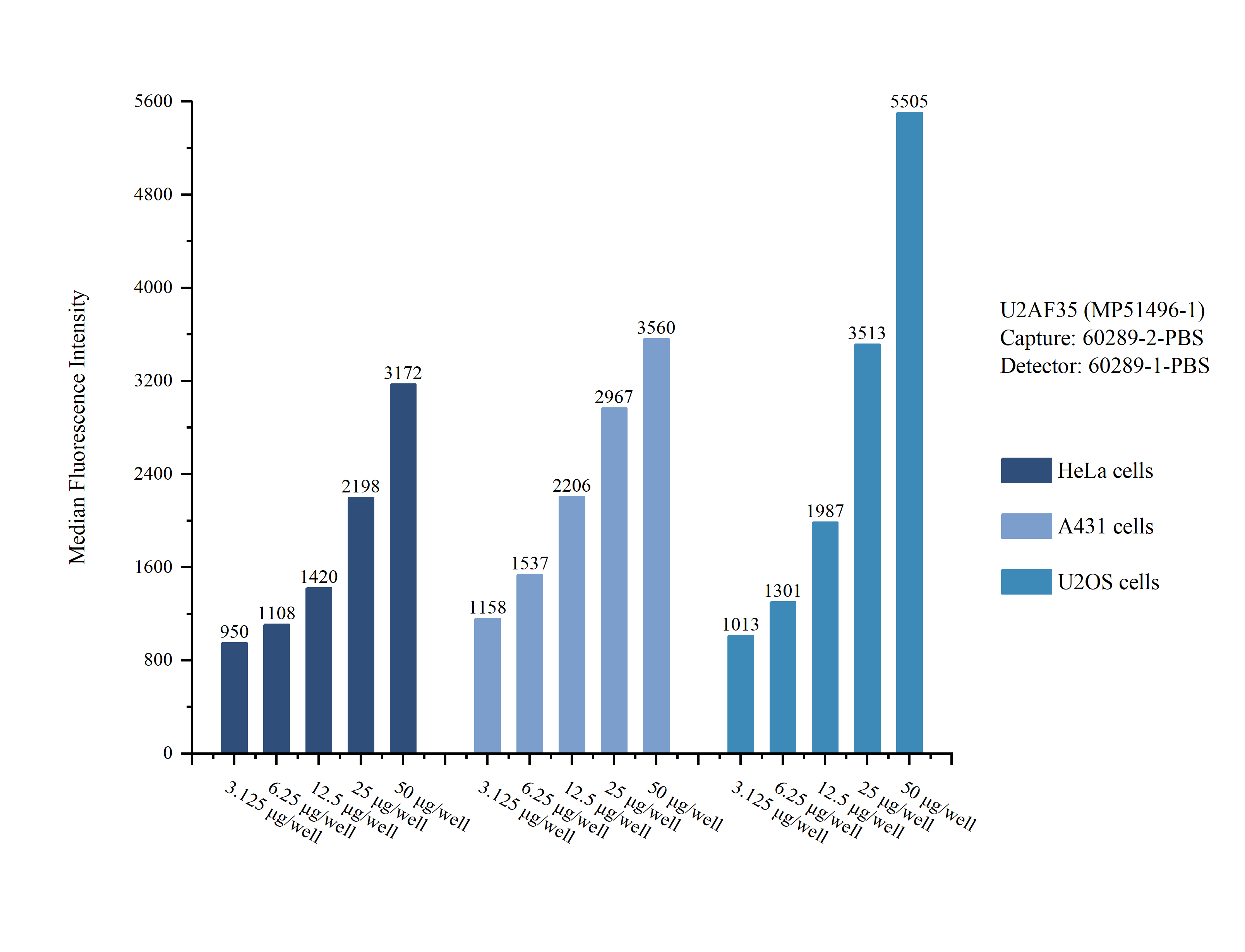 Cytometric bead array sample test of <a class='green' href='/productredirect?CatalogNo=MP51496-1' target='_blank'>MP51496-1</a>, U2AF35 Monoclonal Matched Antibody Pair, PBS Only. Capture antibody: <a class='green' href='/productredirect?CatalogNo=60289-2-PBS' target='_blank'>60289-2-PBS</a>. Detection antibody: 60289-1-PBS. Cytometric bead array sample test of MP51496-1