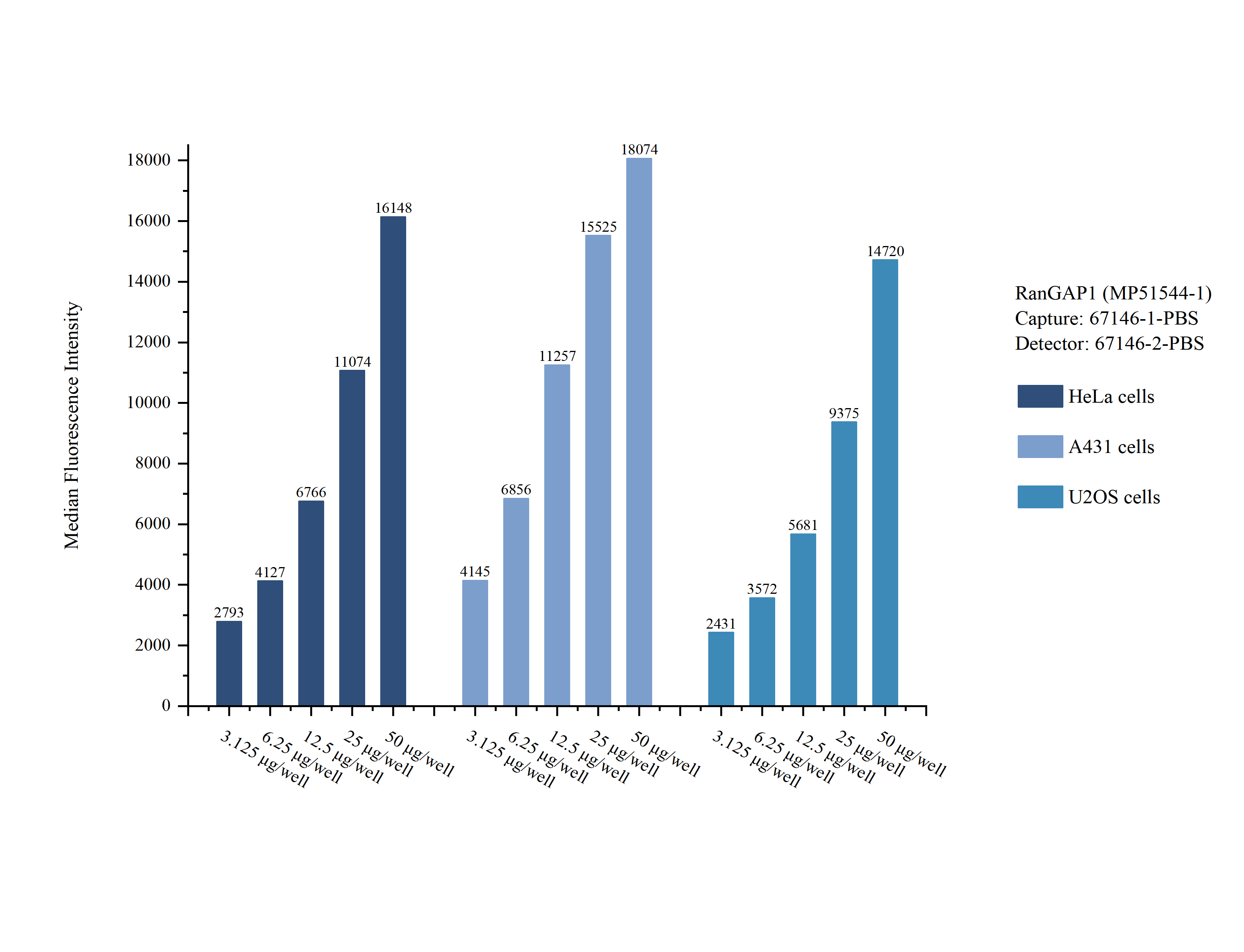 Cytometric bead array sample test of <a class='green' href='/productredirect?CatalogNo=MP51544-1' target='_blank'>MP51544-1</a>, RanGAP1 Monoclonal Matched Antibody Pair, PBS Only. Capture antibody: 67146-1-PBS. Detection antibody: <a class='green' href='/productredirect?CatalogNo=67146-2-PBS' target='_blank'>67146-2-PBS</a>. Cytometric bead array sample test of MP51544-1