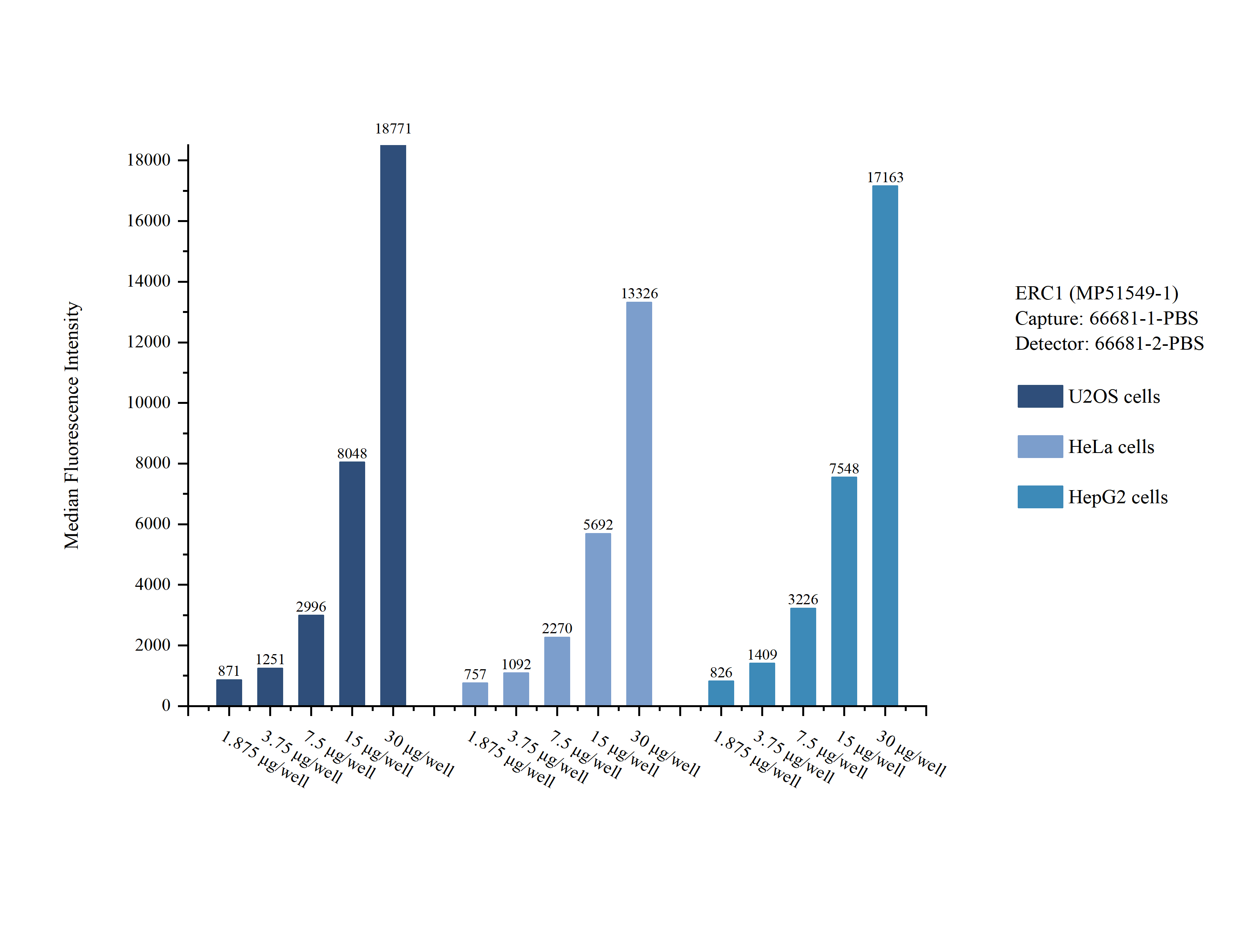 Cytometric bead array sample test of <a class='green' href='/productredirect?CatalogNo=MP51549-1' target='_blank'>MP51549-1</a>, ERC1 Monoclonal Matched Antibody Pair, PBS Only. Capture antibody: 66681-1-PBS. Detection antibody: <a class='green' href='/productredirect?CatalogNo=66681-2-PBS' target='_blank'>66681-2-PBS</a>. Cytometric bead array sample test of MP51549-1