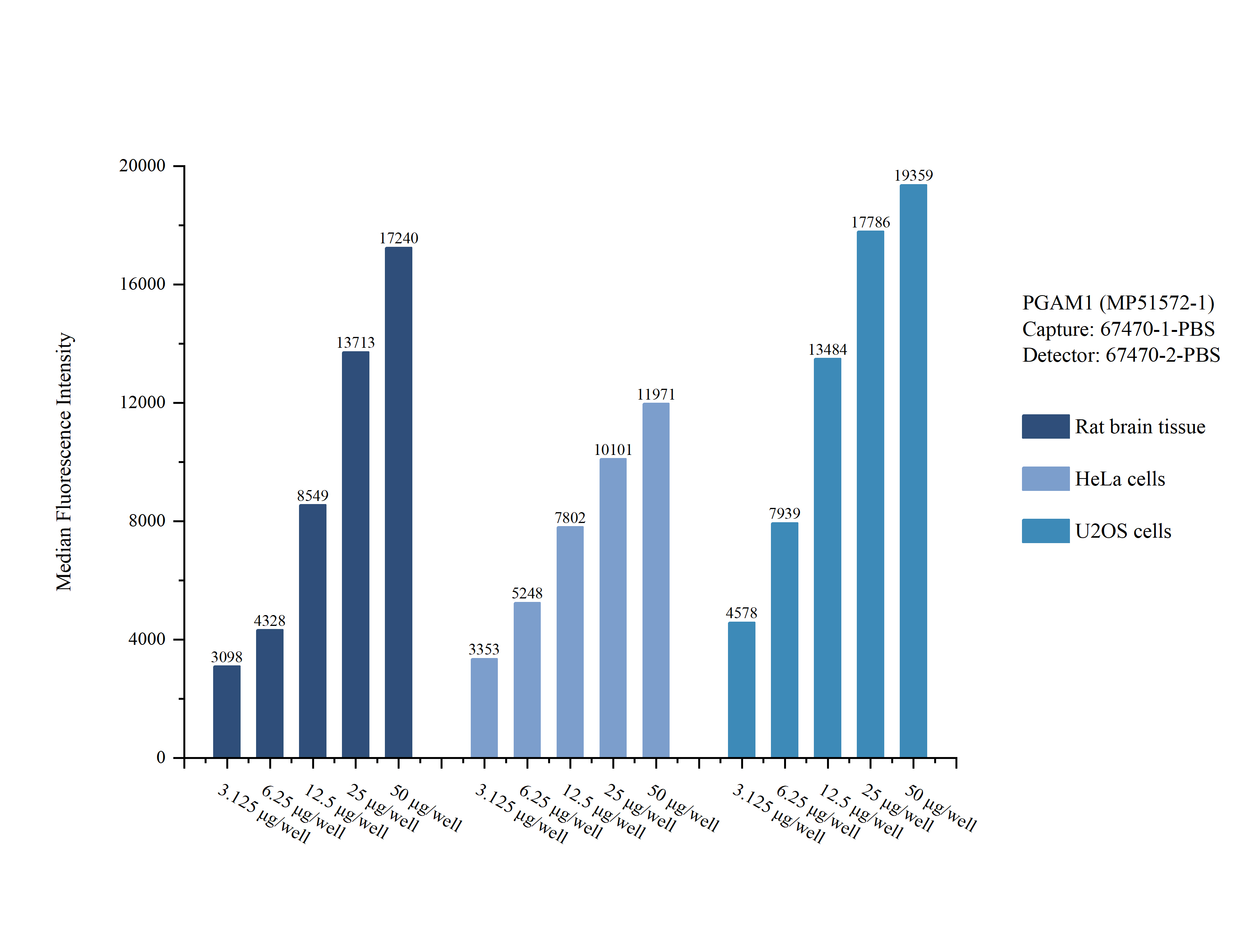 Cytometric bead array sample test of MP51572-1, PGAM1 Monoclonal Matched Antibody Pair, PBS Only. Capture antibody: 67470-1-PBS. Detection antibody: 67470-2-PBS.