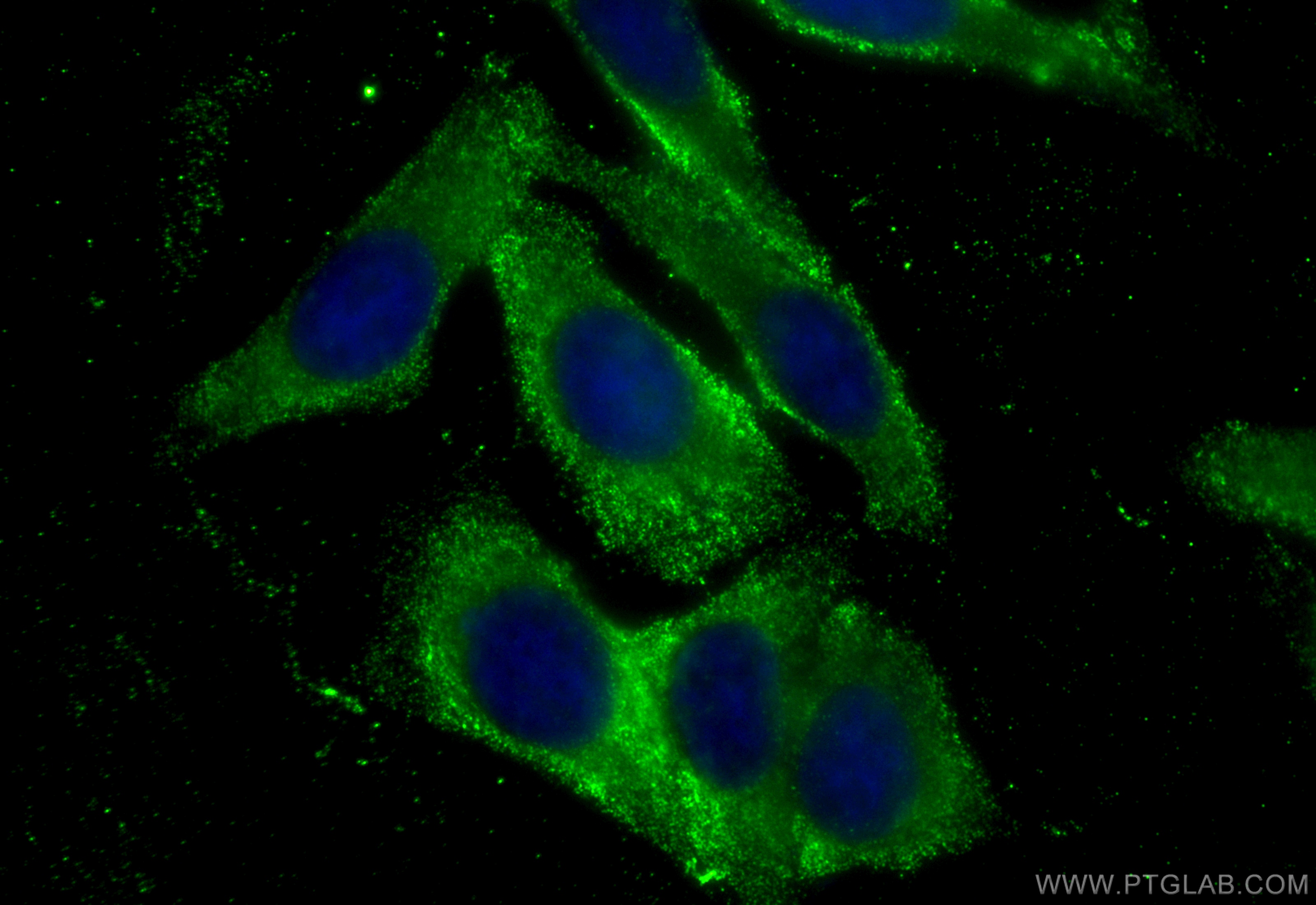 IF Staining of HepG2 using CL488-66364