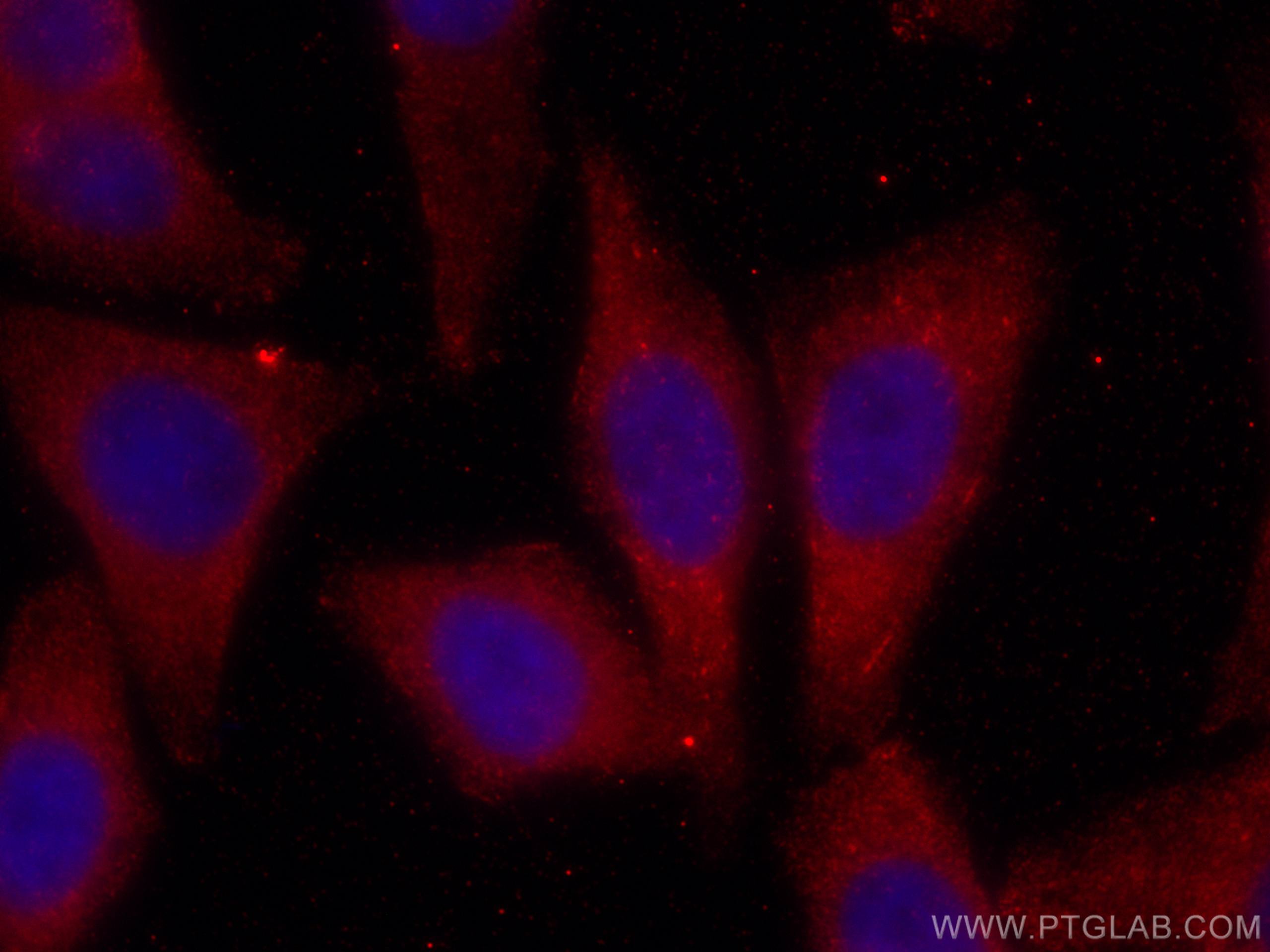 IF Staining of HepG2 using CL594-66364