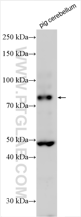WB analysis using 31459-1-AP
