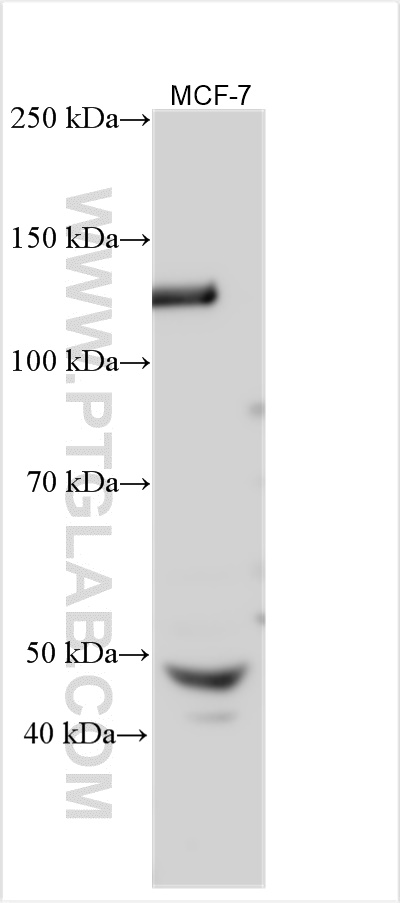 WB analysis using 31459-1-AP