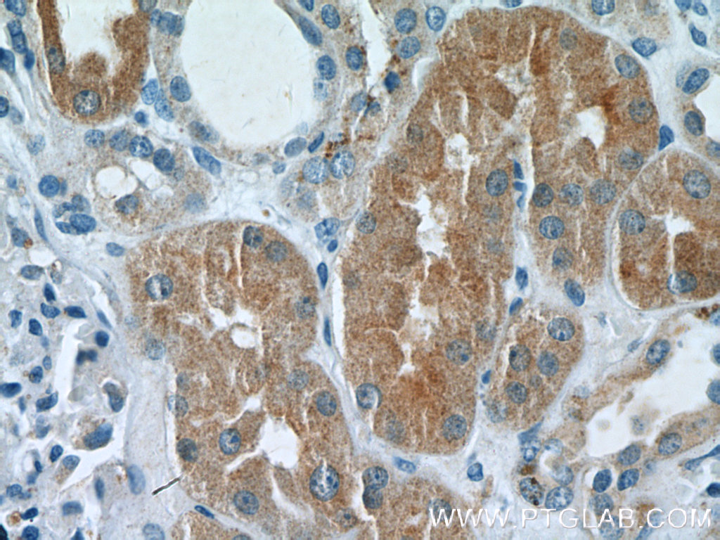 IHC staining of human kidney using 10109-2-AP