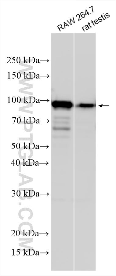 WB analysis using 10109-2-AP