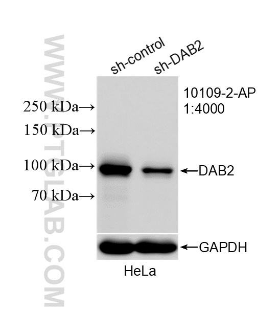 WB analysis of HeLa using 10109-2-AP