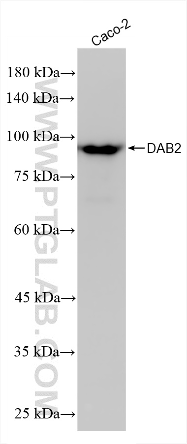 WB analysis of Caco-2 using 86141-1-RR (same clone as 86141-1-PBS)