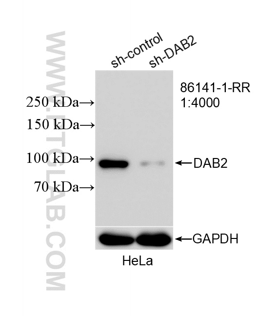 WB analysis of HeLa using 86141-1-RR WB analysis of HeLa using 86141-1-RR