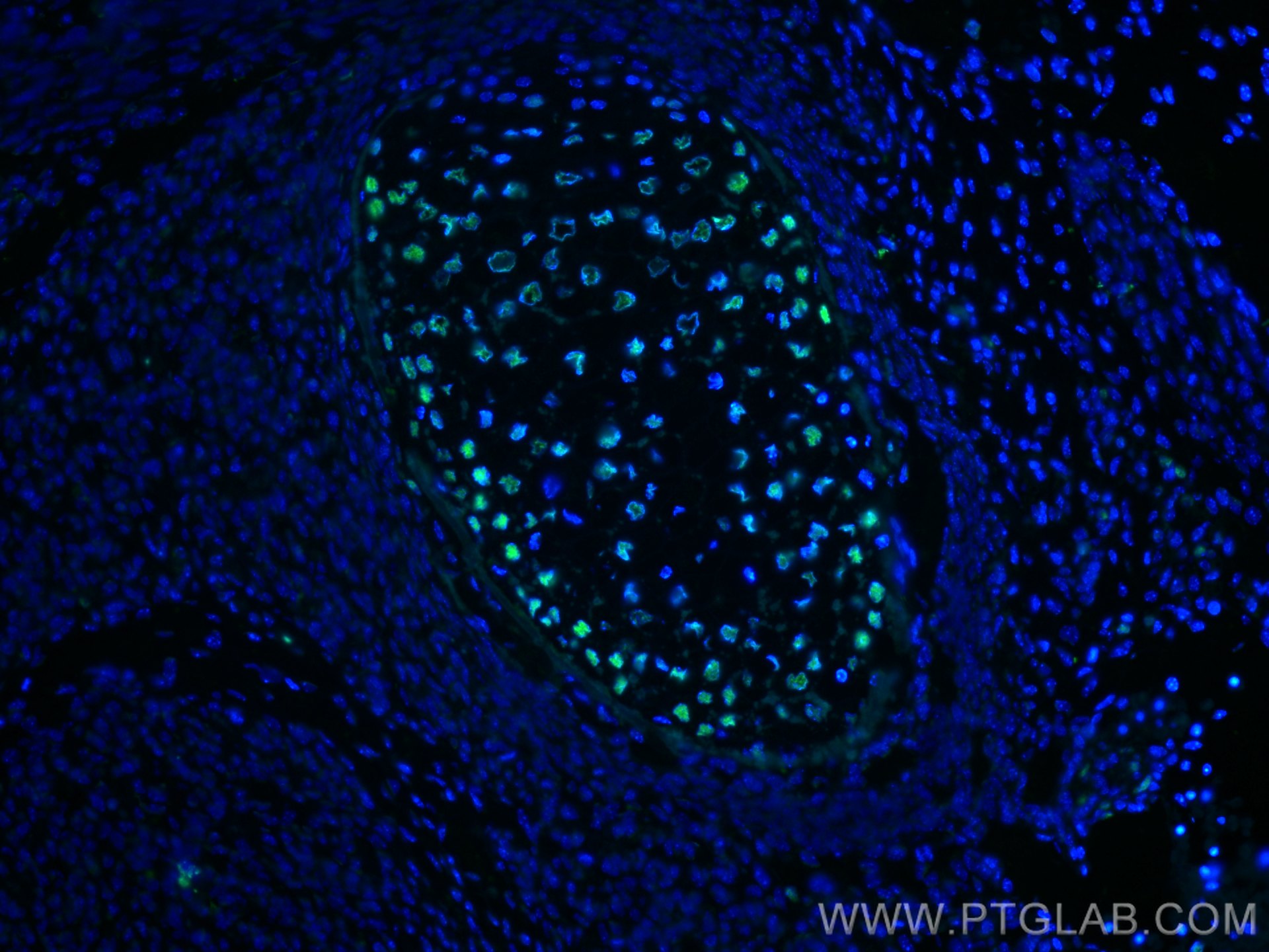 IF Staining of mouse embryo using 60082-1-Ig (same clone as 60082-1-PBS)