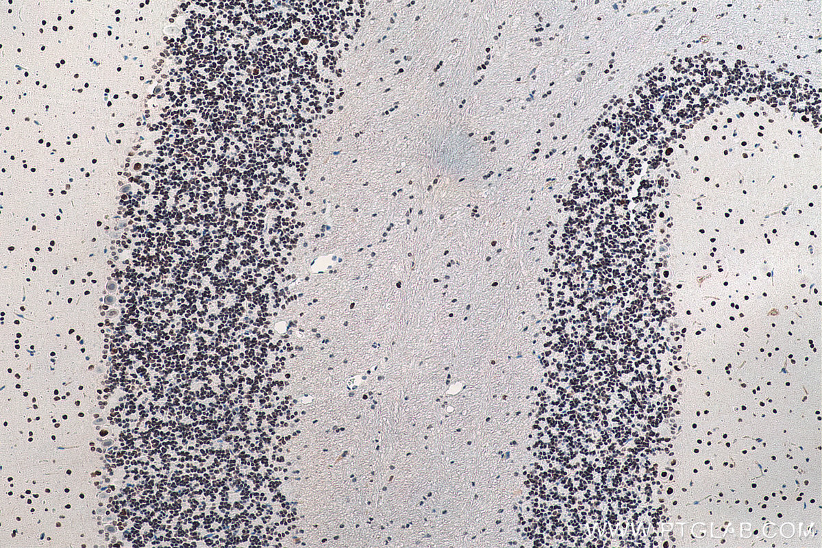 IHC staining of rat cerebellum using 60082-1-Ig
