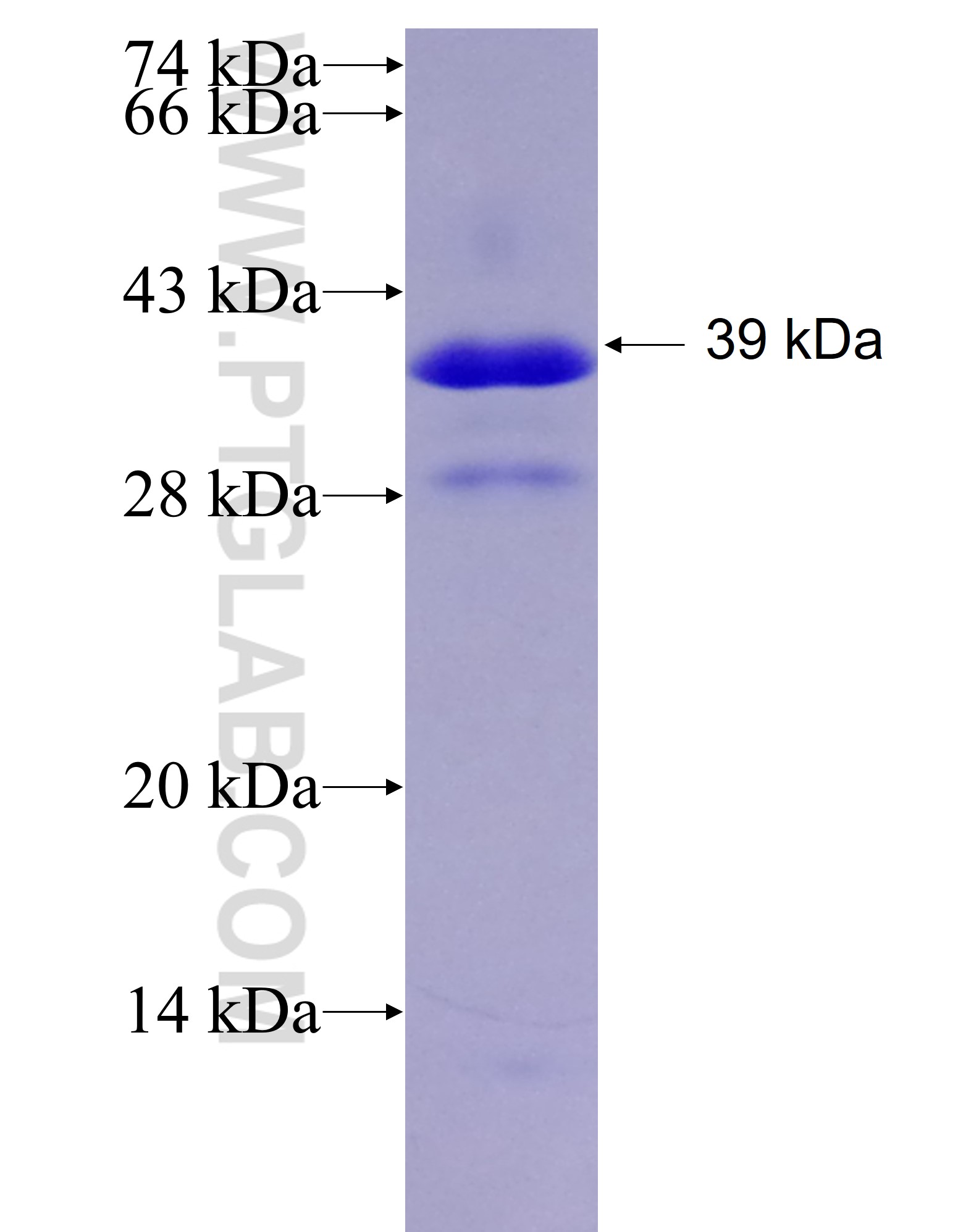 DACH1 fusion protein Ag4474 SDS-PAGE