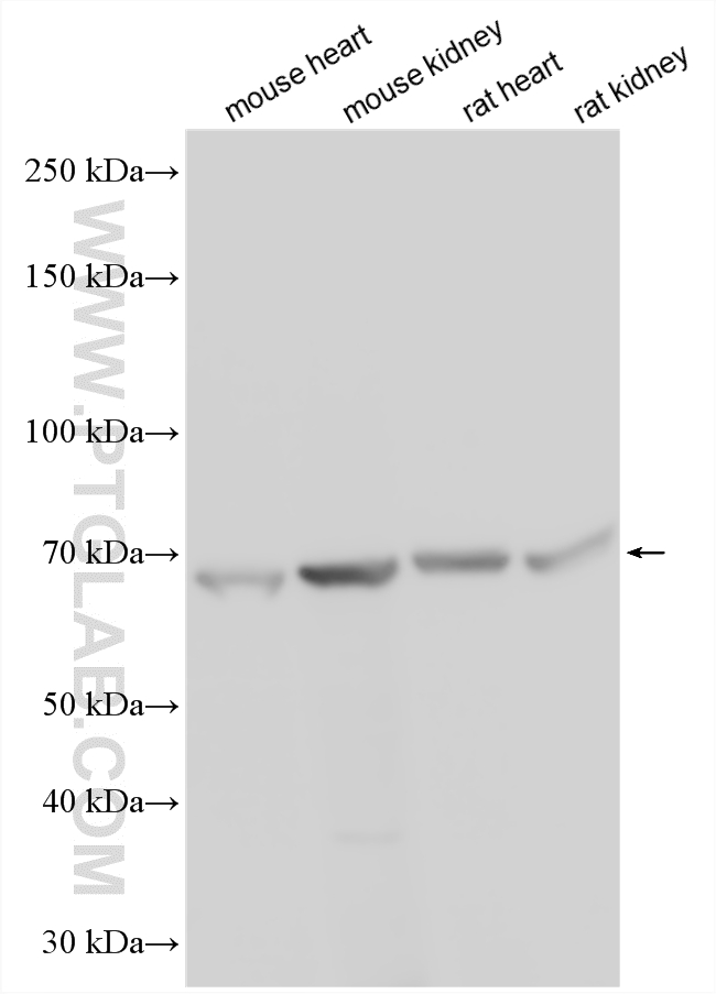 WB analysis using 25219-1-AP