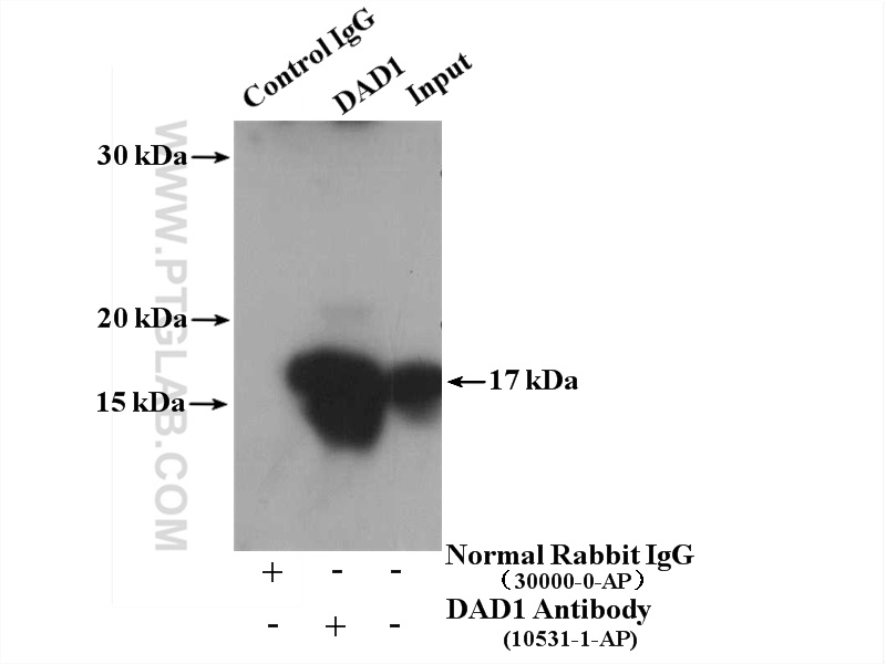 IP experiment of HepG2 using 10531-1-AP