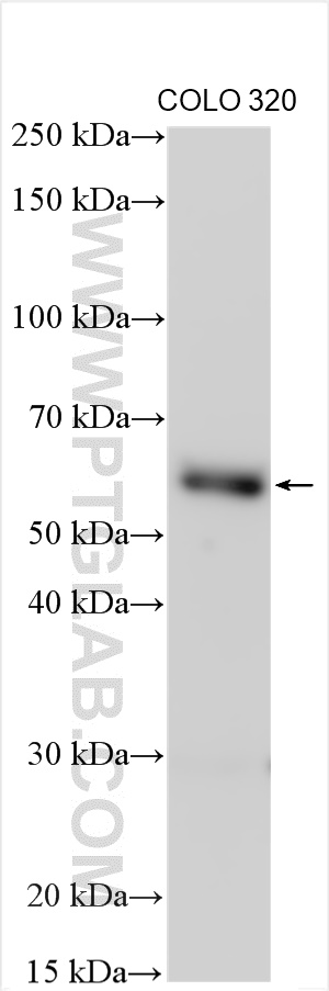 WB analysis of COLO 320 using 26294-1-AP