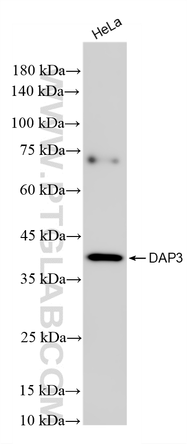 WB analysis of HeLa using 86586-1-RR (same clone as 86586-1-PBS) WB analysis of HeLa using 86586-1-RR (same clone as 86586-1-PBS)