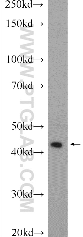 WB analysis of HepG2 using 19938-1-AP