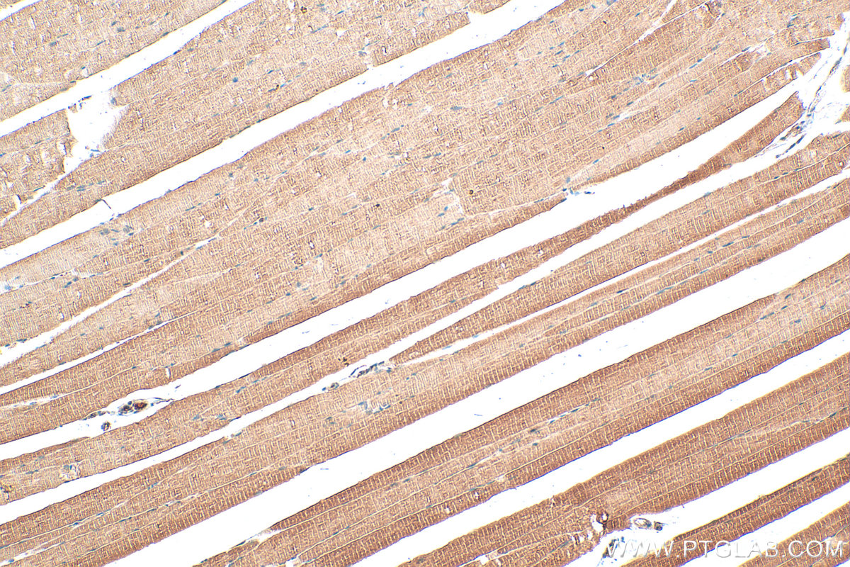 IHC staining of mouse skeletal muscle using 20048-1-AP